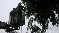 Sejak pukul 08.00 pagi sejumlah petugas terus berjibaku memangkas pohon rindang.