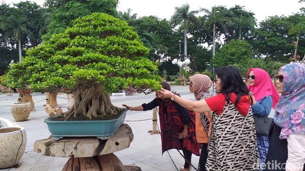 bonsai seharga Rp 1 miliar dipamerkan di surabaya