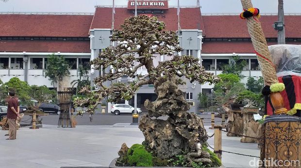Bonsai Rp 1 Miliar Yang Mendadak Jadi Primadona Di Surabaya