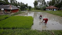 Warga di pulau itu banyak menggantungkan hidup dengan bertani dan menjadi nelayan