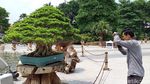 Penampakan Bonsai Rp 1 Miliar di Halaman Pemkot Surabaya