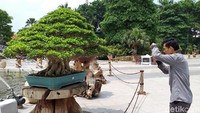 Ini dia penampakan salah satu bonsai senilai Rp 1 miliar yang dipamerkan di halaman Pemkot Surabaya.