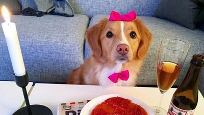 Lucunya Moxie, Anjing Pintar yang Doyan Brokoli