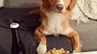 Happy birthday Moxie. Ini adalah ulang tahun pertama Moxie. Ada kue ulang tahunnya loh.  Foto: Instagram@moxiethetoller