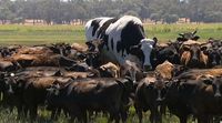 Tingginya 194 cm dengan Bobot 1,4 Ton, Sapi Jumbo Ini Jadi Terkenal