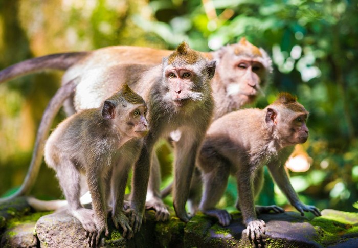 Family of wild long-tailed macaques in the Sangeh monkey forest, Ubud on Bali in Indonesia.