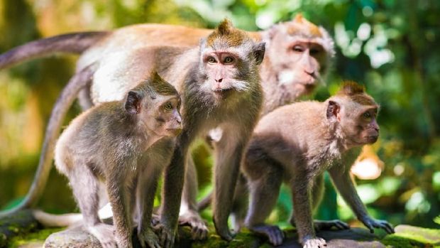 Family of wild long-tailed macaques in the Sangeh monkey forest, Ubud on Bali in Indonesia.
