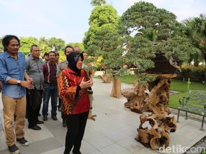 Festival Bonsai Bakal Jadi Agenda Tahunan di Surabaya