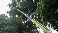 Selain untuk mencegah kembali tumbang, pemangkasan ini agar penerangan jalan kembali maksimal.