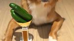 Lucunya Moxie, Anjing Pintar yang Doyan Brokoli