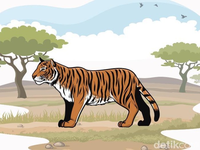 Ilustrasi harimau (Andhika-detikcom)