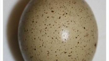 Telur yang warnanya tampak seperti foto pertama InSight. Foto: Twitter