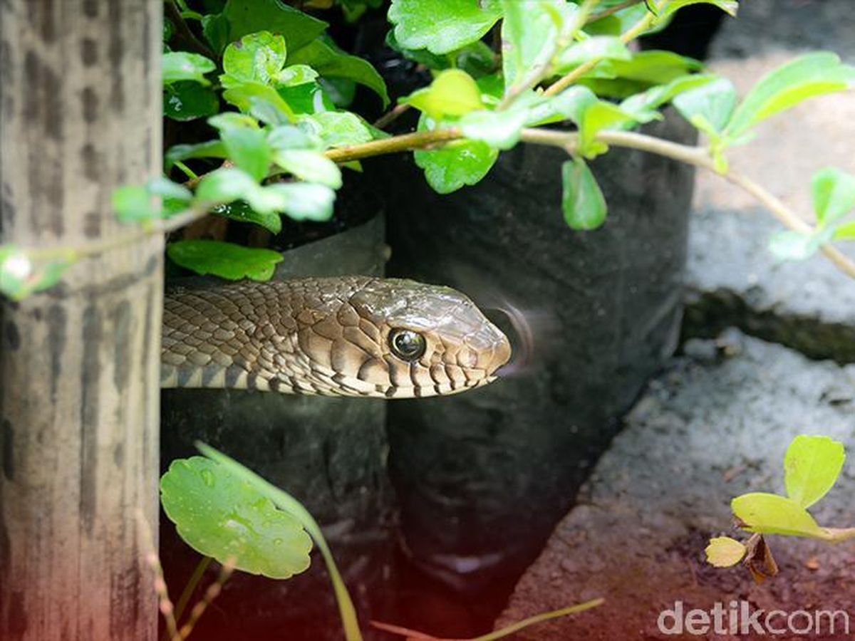 Internet erotik televidenie onlayn