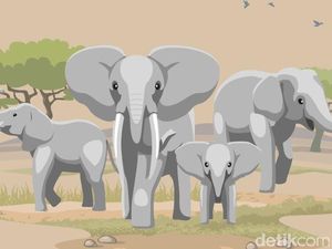 Gajah Ditemukan Mati di Riau