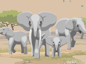 Gajah Rusak Sejumlah Rumah Warga di Nagan Raya Aceh