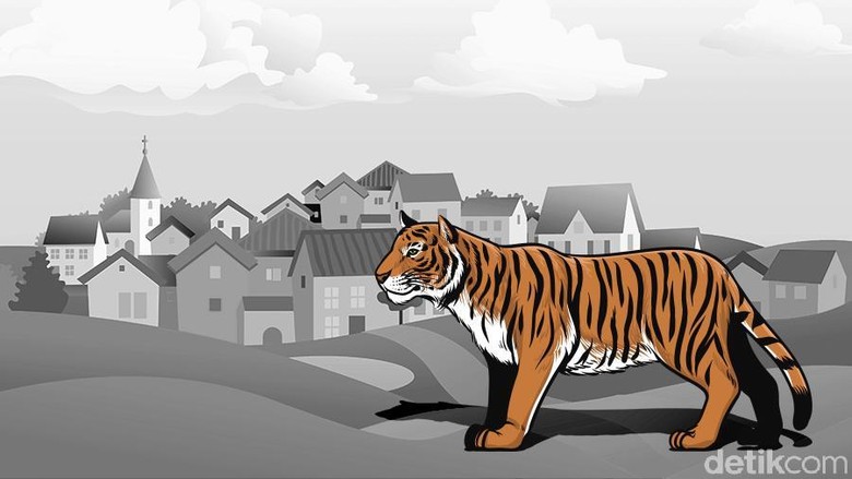 Harimau Dilaporkan Masuk ke Permukiman Warga di Sijunjung Sumbar Harimau Dilaporkan Masuk ke Permukiman Warga di Sijunjung Sumbar