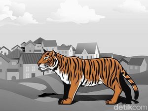 Konflik dengan Manusia Jadi Ancaman Serius Terhadap Populasi Harimau