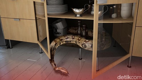 Ilustrasi ular masuk ke rumah (Andhika-detikcom)