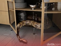 Ular Rumah Tak Boleh Langsung Dibunuh, Ini Anjuran Rasulullah