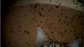 Wah, ada kucing juga lho yang ikut nampang. Foto: Twitter