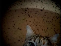 Meme Kocak Robot NASA Mendarat di Mars Didemo Alien