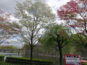 Melihat Sakura yang Mekar Belakangan