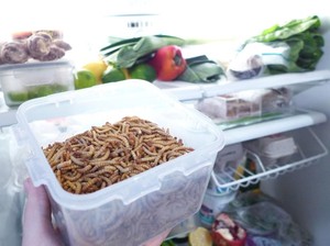 Kini Ada Paket Ternak Cacing untuk Diolah Jadi Makanan