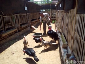 Mudahnya Meraup Jutaan Rupiah dari Ternak Kalkun