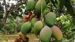 Agri Gardina, Mangga Mungil Bisa Dikupas Seperti Pisang