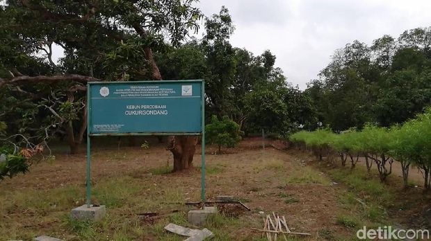 Agri Gardina, Mangga Kupas Seperti Pisang/