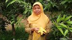 Agri Gardina, Mangga Mungil Bisa Dikupas Seperti Pisang