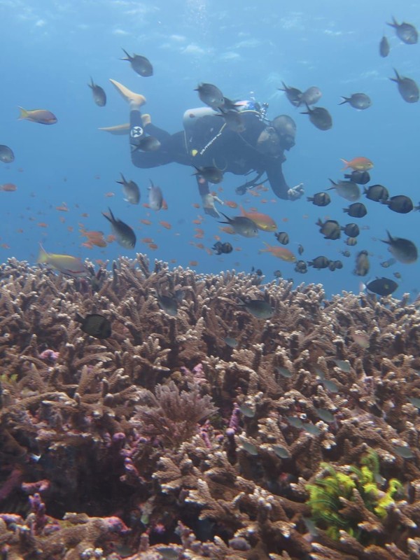 Ada banyak ikan dan terumbu karang yang sehat di Ali Reef Dive Spot, Tomia (Wakatobi Dive Trip)