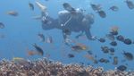 Foto: Wakatobi yang Bikin Kamu Ingin Liburan ke Sana