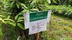 Agri Gardina, Mangga Mungil Bisa Dikupas Seperti Pisang