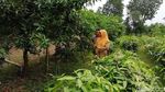 Agri Gardina, Mangga Mungil Bisa Dikupas Seperti Pisang