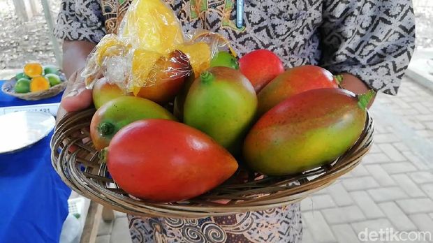 Mangga pisang dari Kebun Percobaan Cukurgondang/