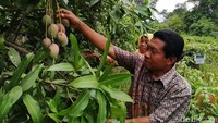 Pohon mangga pisang memiliki tajuk rendah sehingga cocok ditanam di lahan sempit perkotaan. Produksinya tinggi dan buahnya lebat.