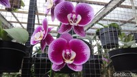 Letaknya di Jalan Maribaya Km 2,4, Kecamatan Lembang, Kabupaten Bandung Barat, tepatnya di samping Kebun Begonia. Tanaman anggrek hasil budidayanya cantik-cantik lho (Rachmadi/detikTravel)