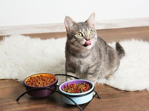 Viral! Chef Indonesia Ini Bikin Nasi Goreng dengan Campuran Makanan Kucing