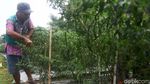 Bertani di Jakarta, Lahan Tidur Disulap Jadi Kebun Cabai