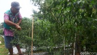 Seorang warga mengecek tanaman cabai yang mulai berbuah tersebut.