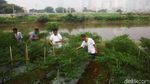 Bertani di Jakarta, Lahan Tidur Disulap Jadi Kebun Cabai