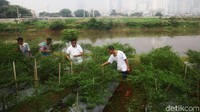 Sejumlah warga Petamburan, Tanah Abang, Jakarta Pusat, memanfaatkan lahan di tepian Kanal Banjir Barat (KBB) untuk bercocok tanam.