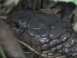 Heboh! King Kobra Mematung di Kebun Karet Kapuas