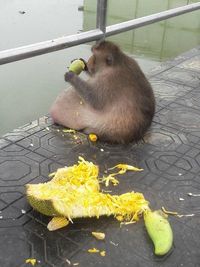 Karena Terlalu Banyak Makan Junkfood, Monyet Ini Jalani Diet Ketat