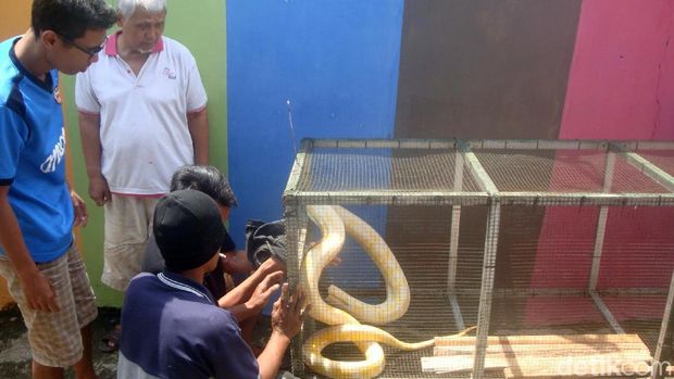 Warga Purwokerto Tangkap Ular Piton Albino Sehabis Sikat Itik