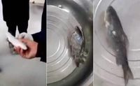 Viral! Ikan Beku Ini Kembali 'Hidup