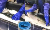 Viral! Ikan Beku Ini Kembali 'Hidup