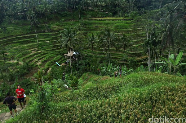 Pelaksanaan subak pun menciptakan hamparan sawah padi yang bertingkat-tingkat yang megah. Hamparan sawah nan tersusun megah ini menjadi salah satu daya tarik wisatawan ke Bali yang tidak akan ditemukan di daerah lain. (Agung Pambudhy)