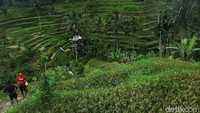 Pelaksanaan subak pun menciptakan hamparan sawah padi yang bertingkat-tingkat yang megah. Hamparan sawah nan tersusun megah ini menjadi salah satu daya tarik wisatawan ke Bali yang tidak akan ditemukan di daerah lain. (Agung Pambudhy)